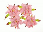 Набір квітів Гарденії, ніжно-рожеві, d5см, 4шт. SCB290103 SCB290103
