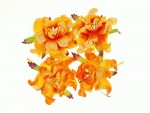 Набір квітів Гарденії, жовті і вершково-помаранчеві, d5см, 4шт. SCB290112 SCB290112