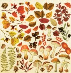 Лист з картинками для вирізання. Набір 'Botany autumn' FDSP-02035