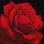 Набор акриловой живописи по номерам 'Красная роза' 40*40см, KHO3238 