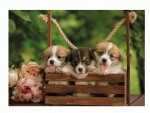 Пазл Валлійські коргі, 500елементів, 300536 Dodo Toys 300536