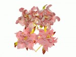 Набір квітів Гарденії, рожеві і біло-рожеві, d5см, 4шт. SCB290108 SCB290108