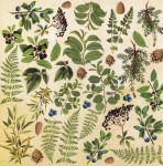 Лист з картинками для вирізання. Набір №2 'Botany summer' 02018-2