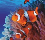 Набір-стандарт, картина за номерами, акриловий живопис 'Рибка в коралах', 35*45см, ROSA START