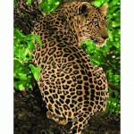 Набір акриловий живопис за номерами 'Леопард' 40*50см КНО4101
